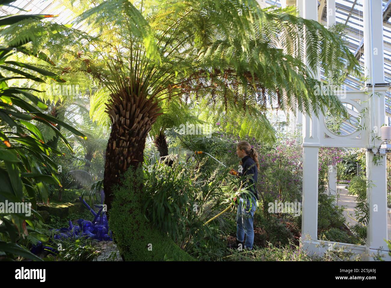 32 instalaciones de arte se situaron en los jardines en una amplia variedad de lugares. A medida que los visitantes entran por Victoria Gate, vieron a Sapphire Star, las formas individuales de vidrio soplado de las cuales se irradiarán hacia afuera para crear una experiencia visual celestial. El vibrante color azul de la estrella zafiro está muy concentrado en el centro, donde los elementos de vidrio individuales se encuentran y se vuelven cada vez más opacos. Las puntas acromáticas translúcidas de la obra reflejan la luz y añaden un intenso resplandor. La obra de Chihuly ha sido expuesta en más de 240 museos alrededor del mundo en su carrera de 50 años. Foto de stock