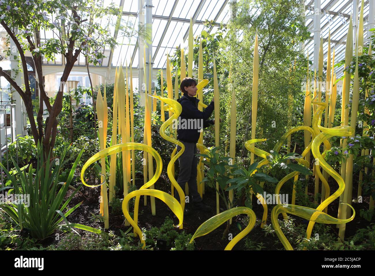 32 instalaciones de arte se situaron en los jardines en una amplia variedad de lugares. A medida que los visitantes entran por Victoria Gate, vieron a Sapphire Star, las formas individuales de vidrio soplado de las cuales se irradiarán hacia afuera para crear una experiencia visual celestial. El vibrante color azul de la estrella zafiro está muy concentrado en el centro, donde los elementos de vidrio individuales se encuentran y se vuelven cada vez más opacos. Las puntas acromáticas translúcidas de la obra reflejan la luz y añaden un intenso resplandor. La obra de Chihuly ha sido expuesta en más de 240 museos alrededor del mundo en su carrera de 50 años. Foto de stock
