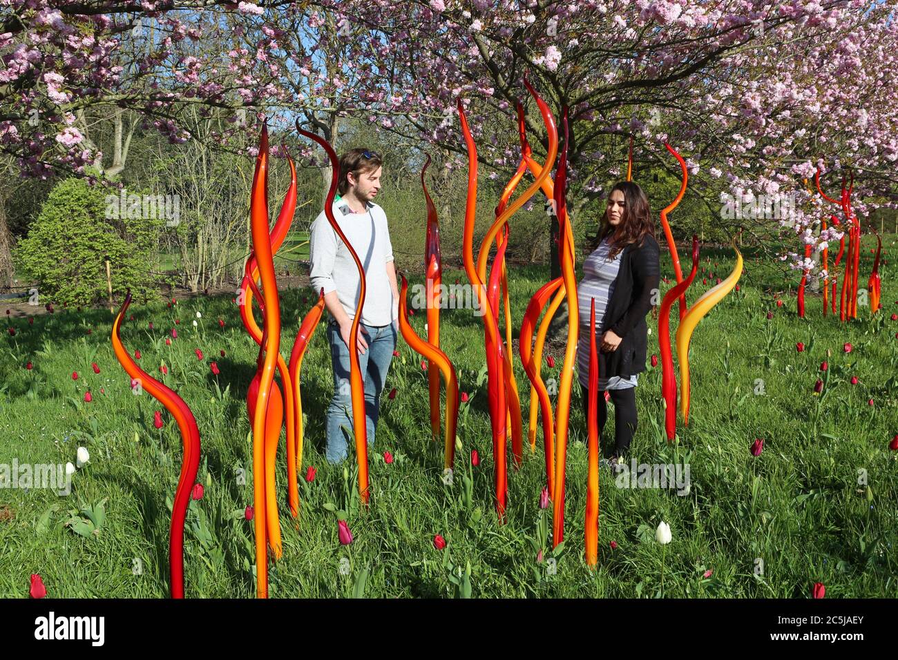 32 instalaciones de arte se situaron en los jardines en una amplia variedad de lugares. A medida que los visitantes entran por Victoria Gate, vieron a Sapphire Star, las formas individuales de vidrio soplado de las cuales se irradiarán hacia afuera para crear una experiencia visual celestial. El vibrante color azul de la estrella zafiro está muy concentrado en el centro, donde los elementos de vidrio individuales se encuentran y se vuelven cada vez más opacos. Las puntas acromáticas translúcidas de la obra reflejan la luz y añaden un intenso resplandor. La obra de Chihuly ha sido expuesta en más de 240 museos alrededor del mundo en su carrera de 50 años. Foto de stock