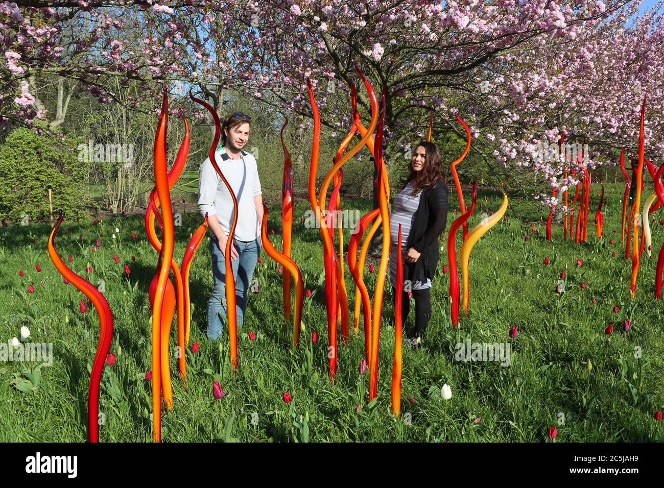 32 instalaciones de arte se situaron en los jardines en una amplia variedad de lugares. A medida que los visitantes entran por Victoria Gate, vieron a Sapphire Star, las formas individuales de vidrio soplado de las cuales se irradiarán hacia afuera para crear una experiencia visual celestial. El vibrante color azul de la estrella zafiro está muy concentrado en el centro, donde los elementos de vidrio individuales se encuentran y se vuelven cada vez más opacos. Las puntas acromáticas translúcidas de la obra reflejan la luz y añaden un intenso resplandor. La obra de Chihuly ha sido expuesta en más de 240 museos alrededor del mundo en su carrera de 50 años. Foto de stock