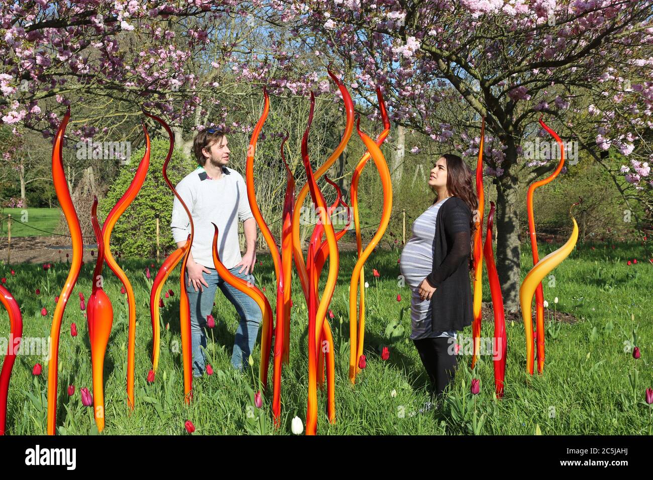 32 instalaciones de arte se situaron en los jardines en una amplia variedad de lugares. A medida que los visitantes entran por Victoria Gate, vieron a Sapphire Star, las formas individuales de vidrio soplado de las cuales se irradiarán hacia afuera para crear una experiencia visual celestial. El vibrante color azul de la estrella zafiro está muy concentrado en el centro, donde los elementos de vidrio individuales se encuentran y se vuelven cada vez más opacos. Las puntas acromáticas translúcidas de la obra reflejan la luz y añaden un intenso resplandor. La obra de Chihuly ha sido expuesta en más de 240 museos alrededor del mundo en su carrera de 50 años. Foto de stock
