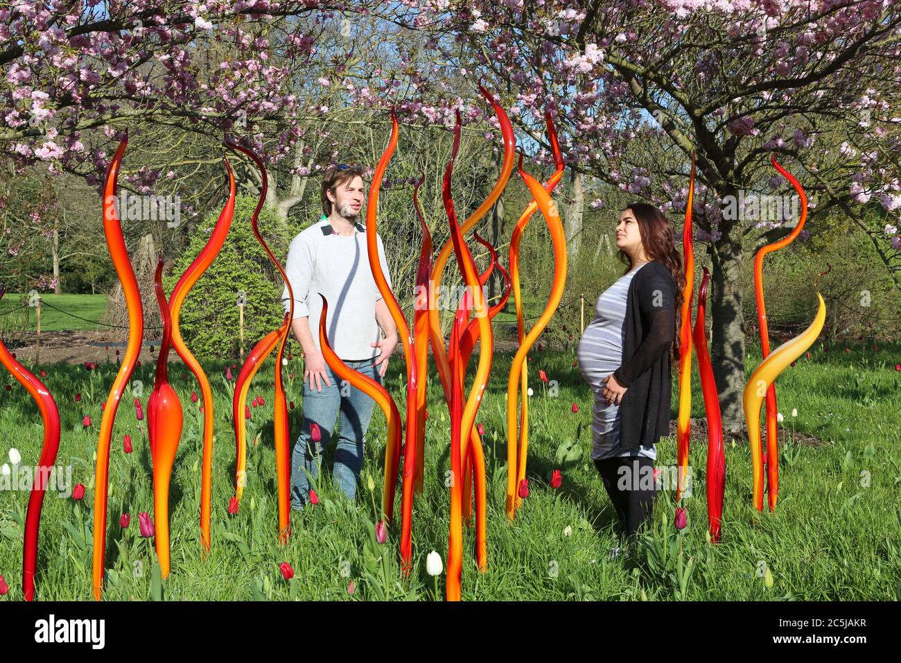 32 instalaciones de arte se situaron en los jardines en una amplia variedad de lugares. A medida que los visitantes entran por Victoria Gate, vieron a Sapphire Star, las formas individuales de vidrio soplado de las cuales se irradiarán hacia afuera para crear una experiencia visual celestial. El vibrante color azul de la estrella zafiro está muy concentrado en el centro, donde los elementos de vidrio individuales se encuentran y se vuelven cada vez más opacos. Las puntas acromáticas translúcidas de la obra reflejan la luz y añaden un intenso resplandor. La obra de Chihuly ha sido expuesta en más de 240 museos alrededor del mundo en su carrera de 50 años. Foto de stock