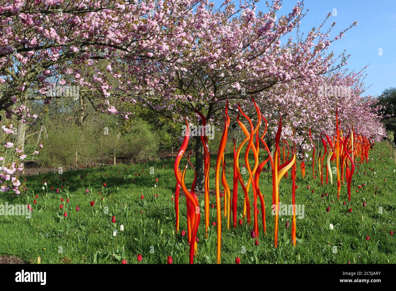 32 instalaciones de arte se situaron en los jardines en una amplia variedad de lugares. A medida que los visitantes entran por Victoria Gate, vieron a Sapphire Star, las formas individuales de vidrio soplado de las cuales se irradiarán hacia afuera para crear una experiencia visual celestial. El vibrante color azul de la estrella zafiro está muy concentrado en el centro, donde los elementos de vidrio individuales se encuentran y se vuelven cada vez más opacos. Las puntas acromáticas translúcidas de la obra reflejan la luz y añaden un intenso resplandor. La obra de Chihuly ha sido expuesta en más de 240 museos alrededor del mundo en su carrera de 50 años. Foto de stock
