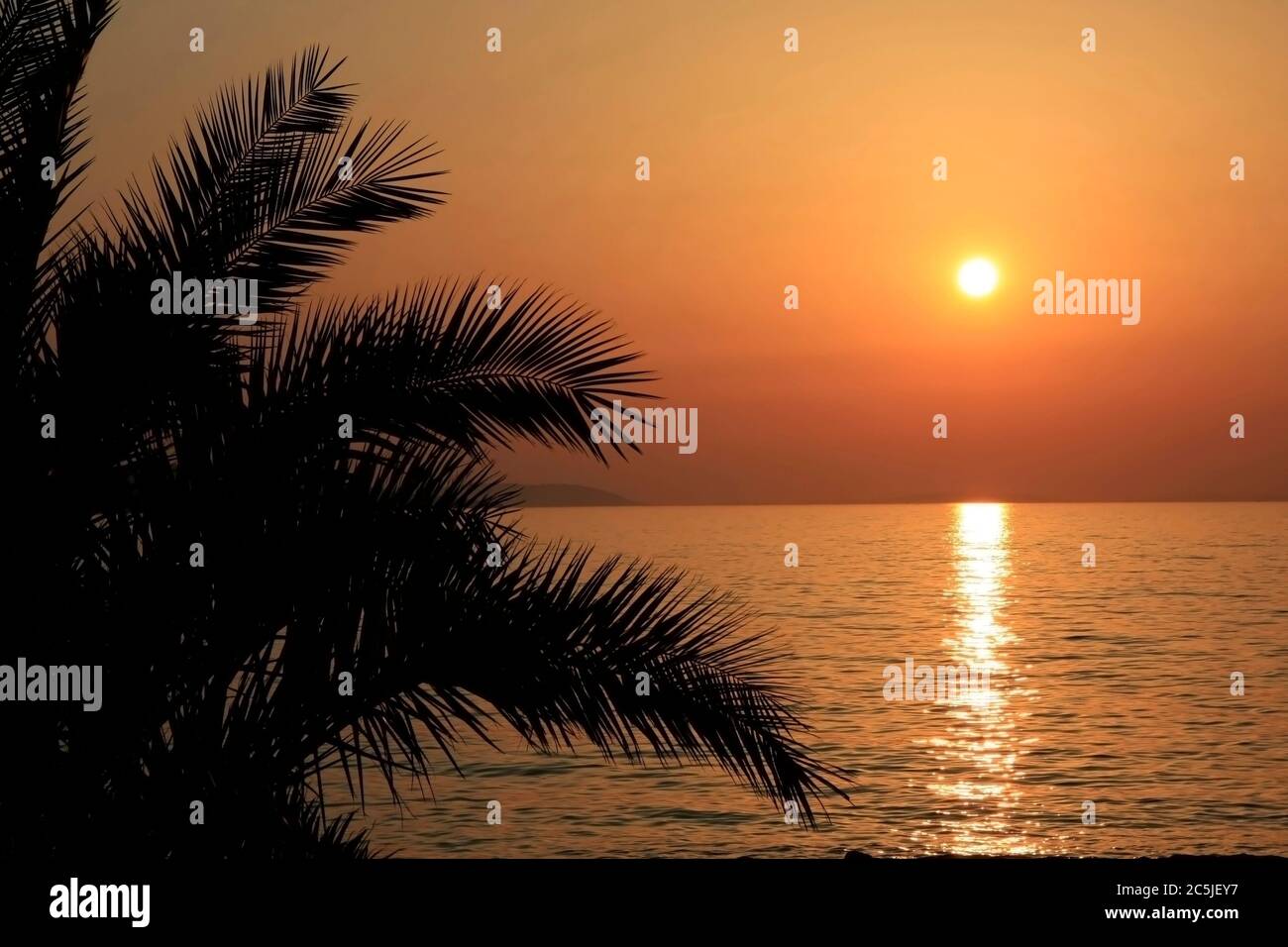Silueta de la palma frente a la puesta de sol del adriático Foto de stock