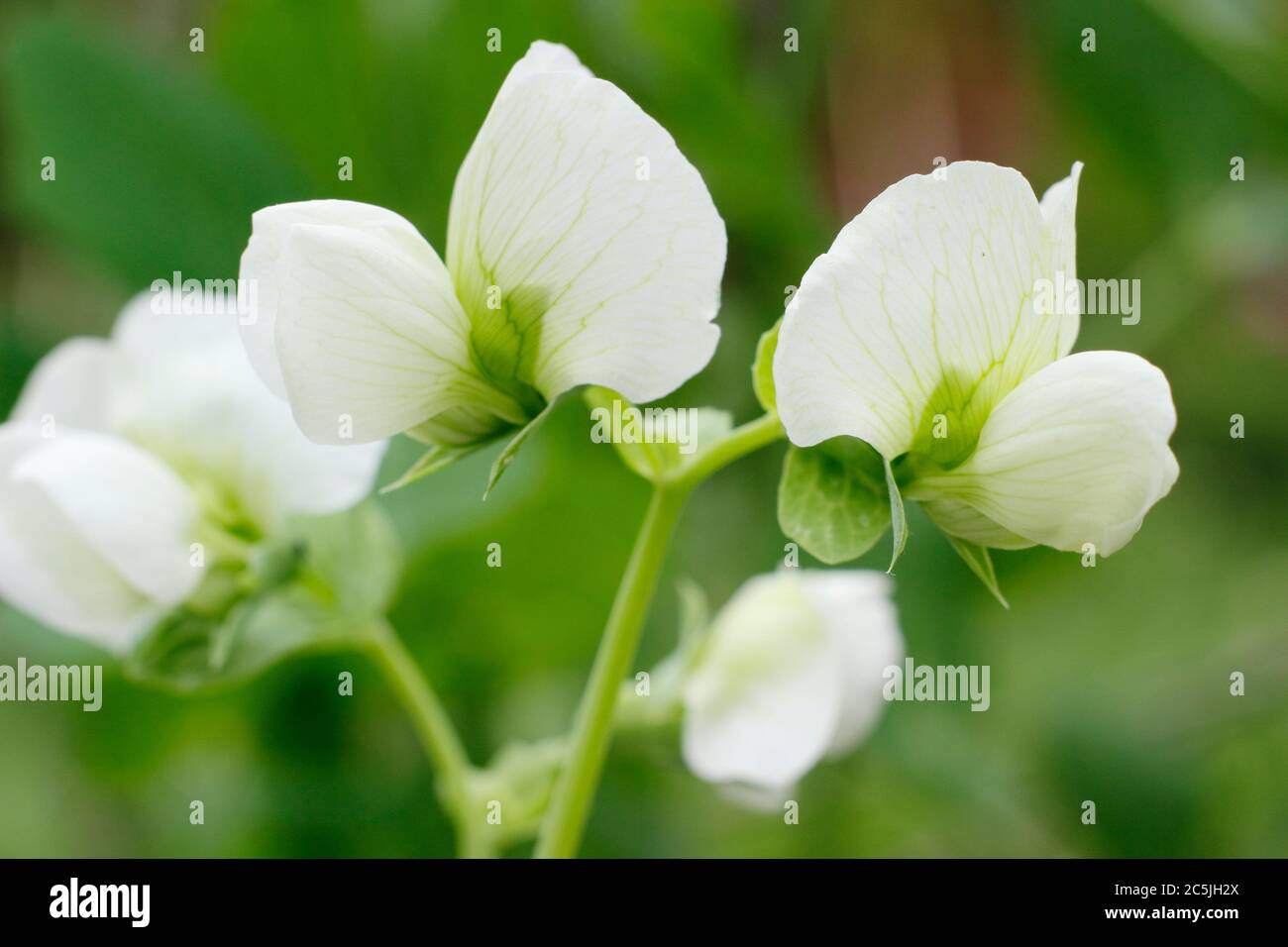 Pisum sativum. Flores de la planta de guisantes 'Kelvedon Wonder' en un jardín de cocina inglesa. REINO UNIDO. AGM Foto de stock