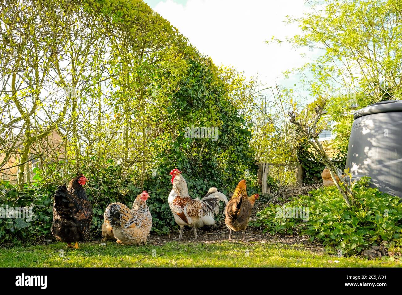 Pequeño, manada de gallinas de gama libre junto con un cachorel, forrajeando para la comida en un gran jardín privado. Foto de stock