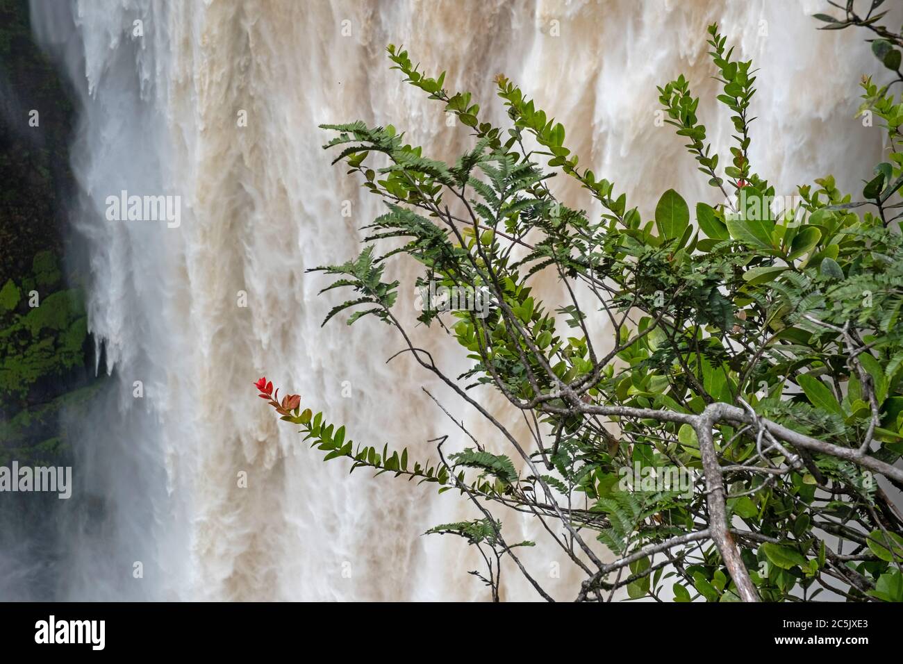 Kaieteur Falls en el río Potaro en el Parque Nacional Kaieteur, Guyana, Sudamérica. La cascada más grande del mundo en altura y volumen Foto de stock