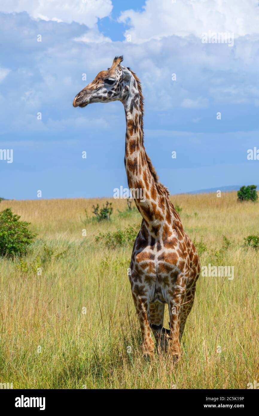 Jirafa Masai (Giraffa camelopardalis tippelskirchii). Masai Giraffe en la Reserva Nacional Masai Mara, Kenia, África Oriental Foto de stock