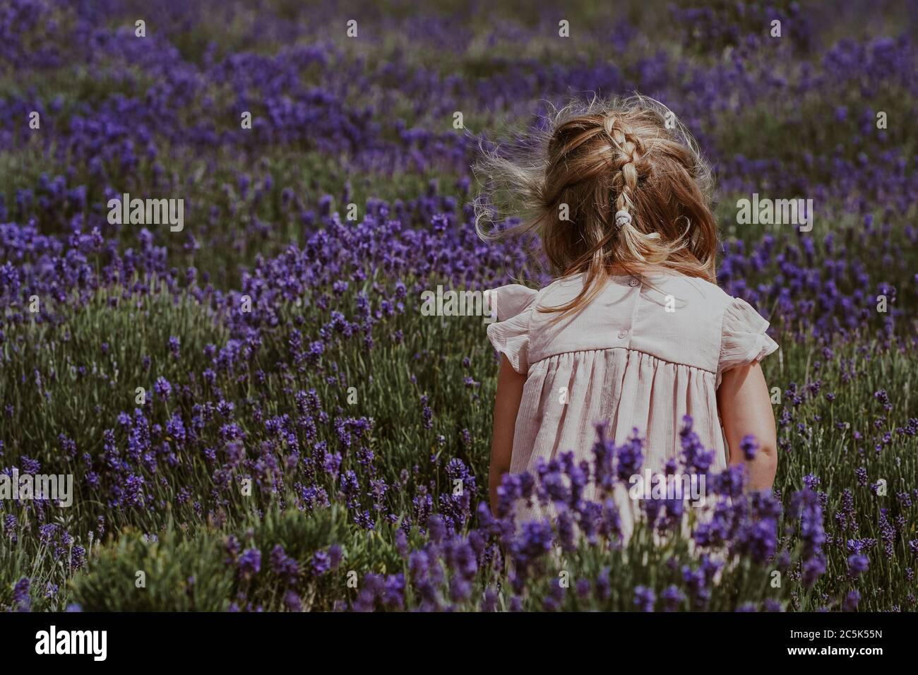 Niña en Lavender Field, Reino Unido Foto de stock