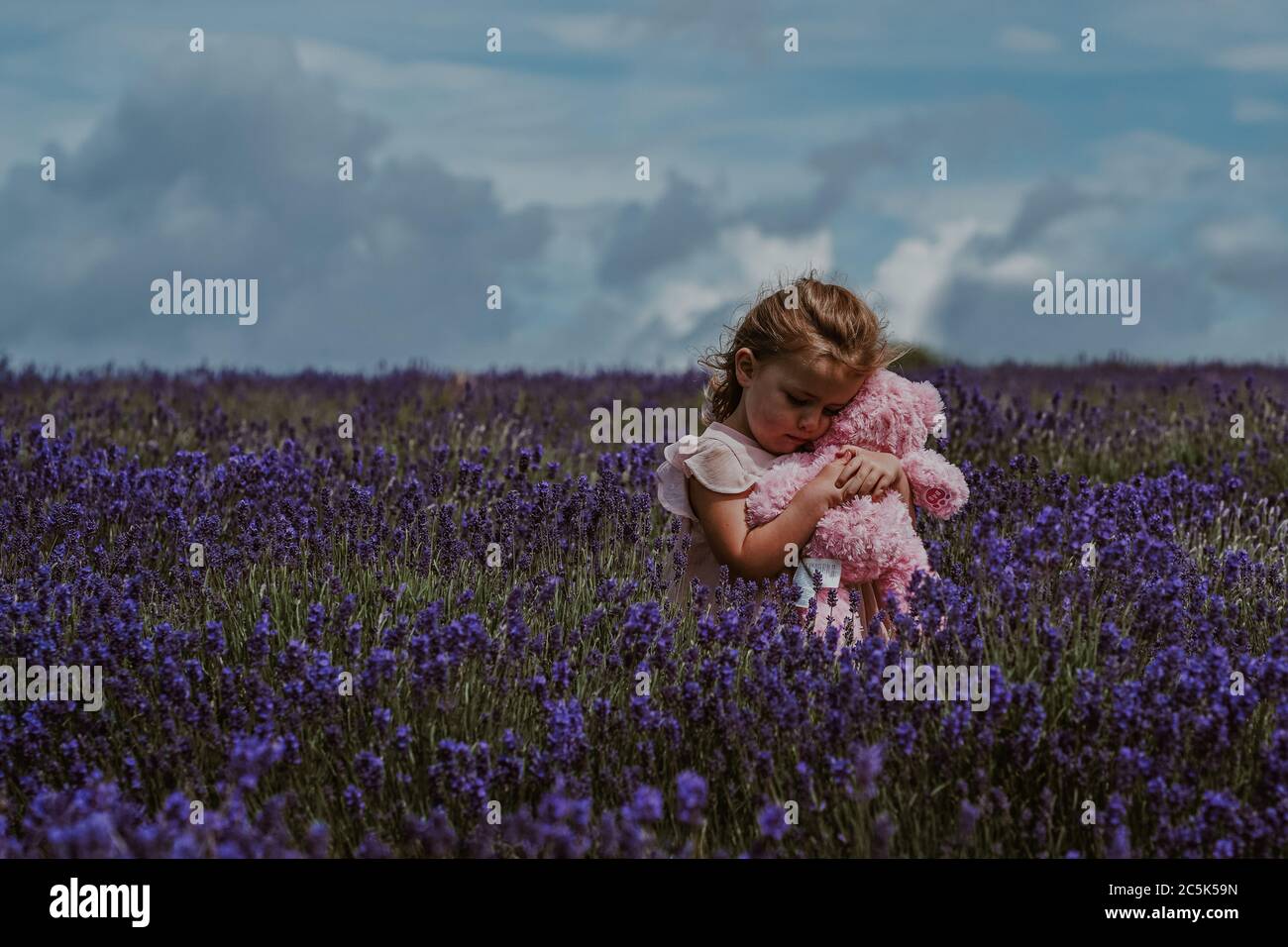 Niña en Lavender Field, Reino Unido Foto de stock