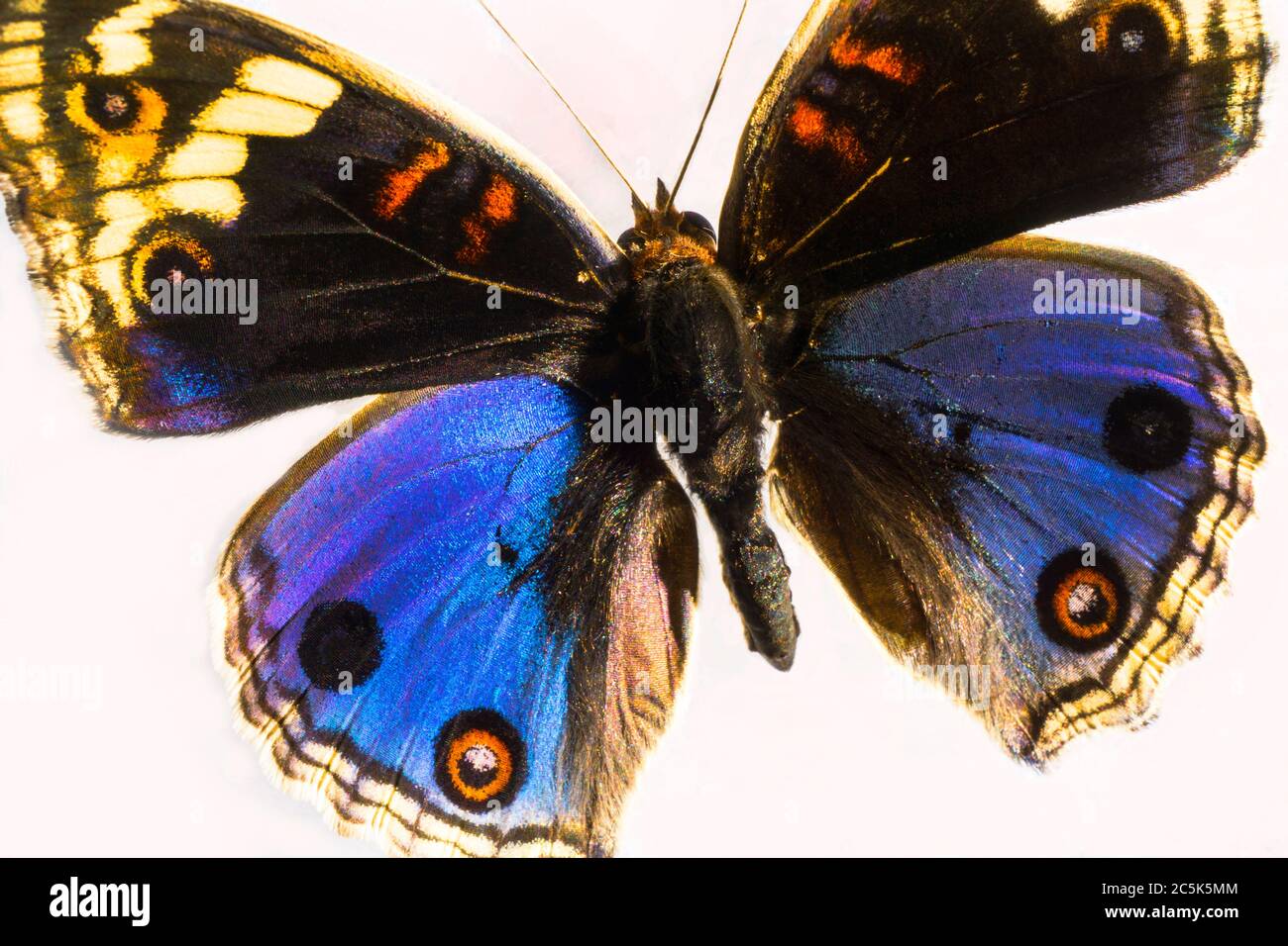 Azul mariposa de colores de cerca Foto de stock