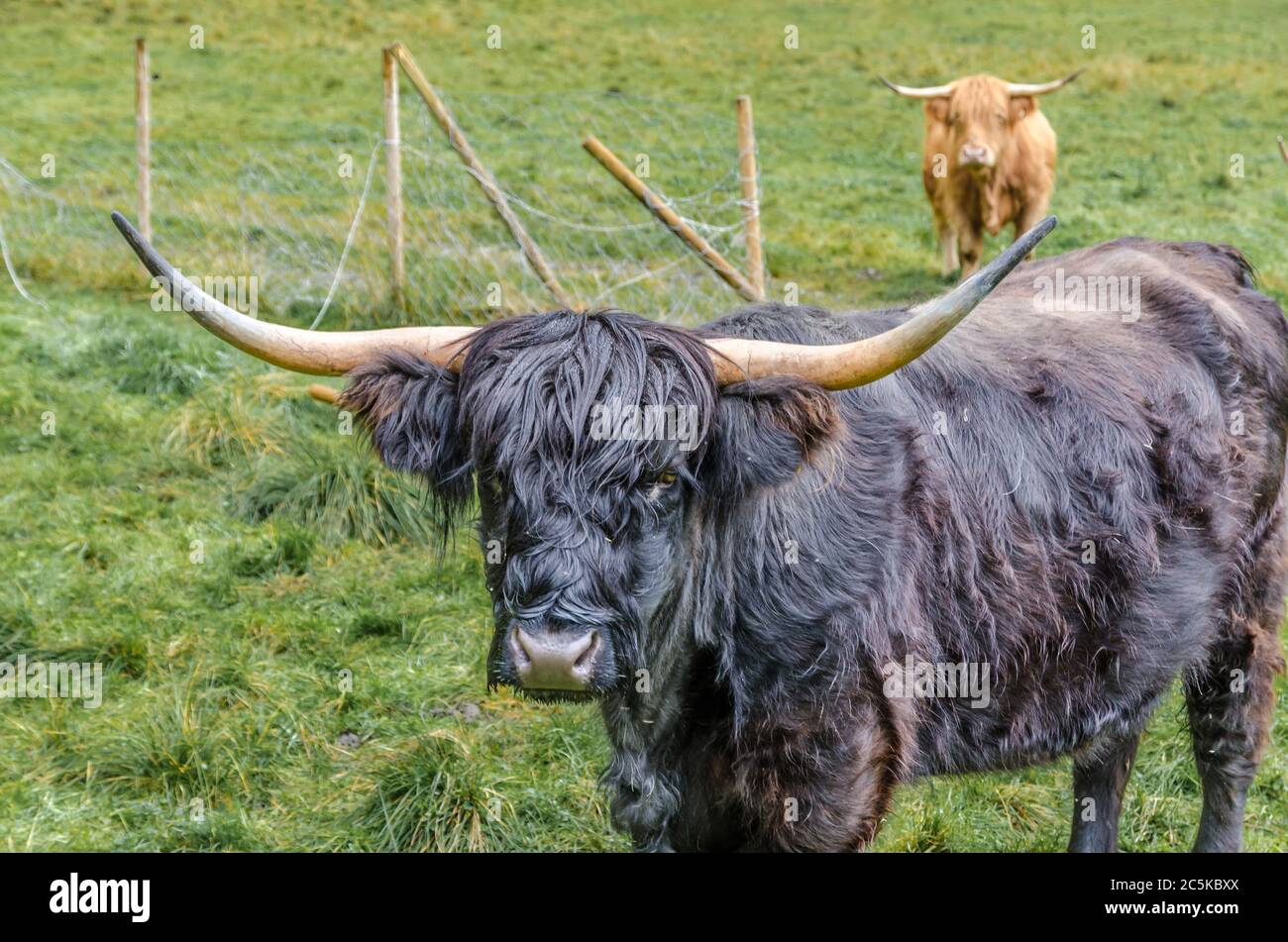 Highland ganado en las montañas de Noruega en tiempo de caída. Foto de stock