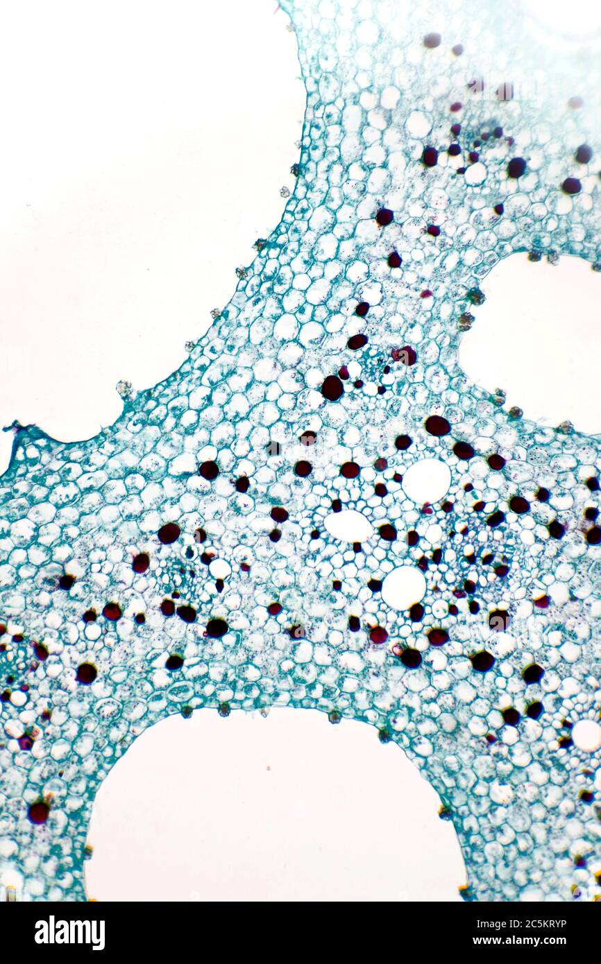 Células microscópicas de plantas Extreme Close Up Foto de stock