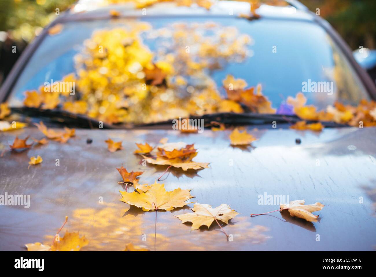 Hojas de arce amarillo caídos sobre el parabrisas del coche y la capucha en tiempo soleado, vista frontal, enfoque suave. Otoño follaje, transporte, concepto de temporada. Foto de stock