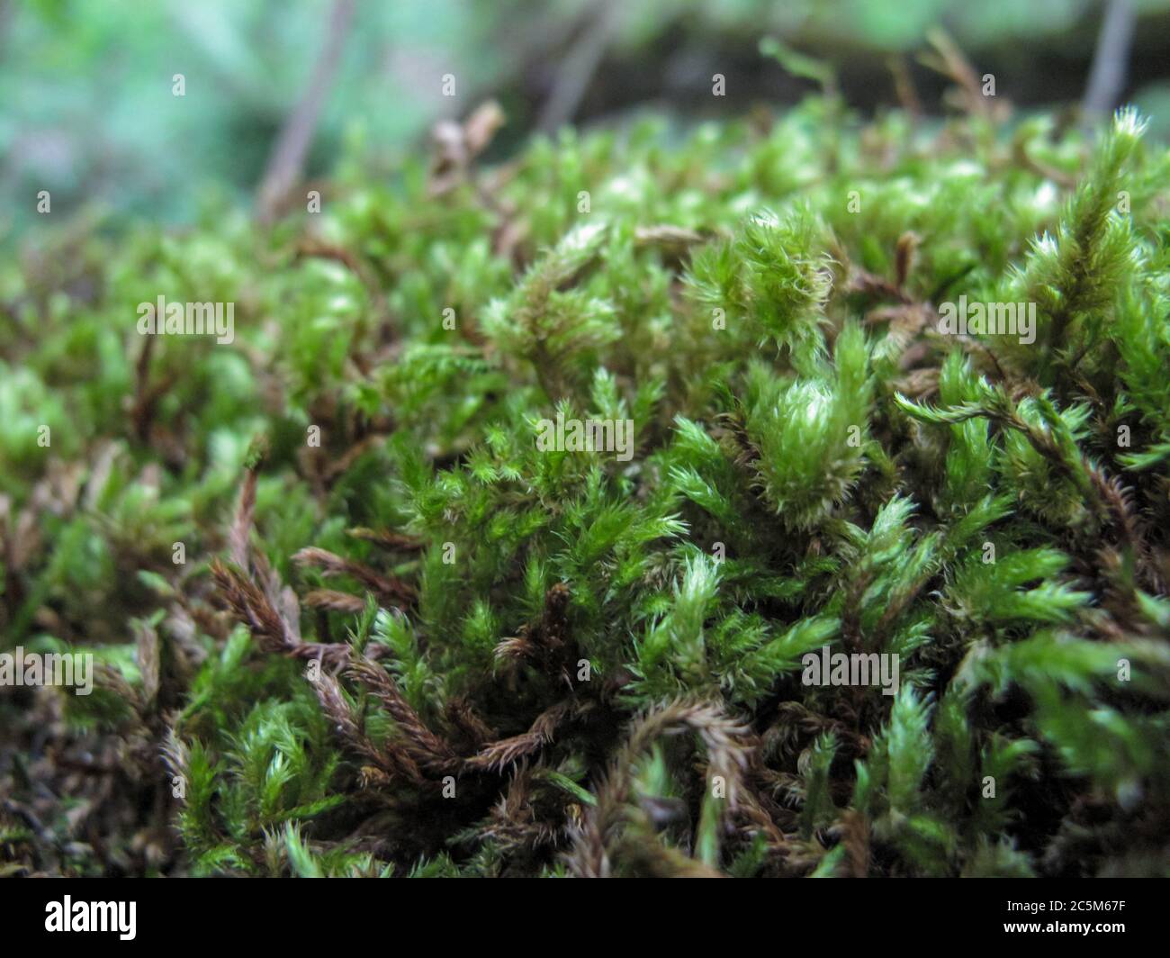 Sphagnum musgo Peat musgo en el bosque. Cerca de musgo de Peat. Textura,  fondo. El musgo Sphagnum verde crece en la corteza de un árbol viejo en el  dorso borroso Fotografía de