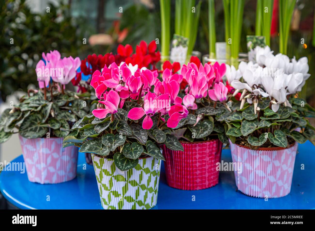 Plantas de ciclamen de colores que se muestran en una mesa Fotografía de  stock - Alamy