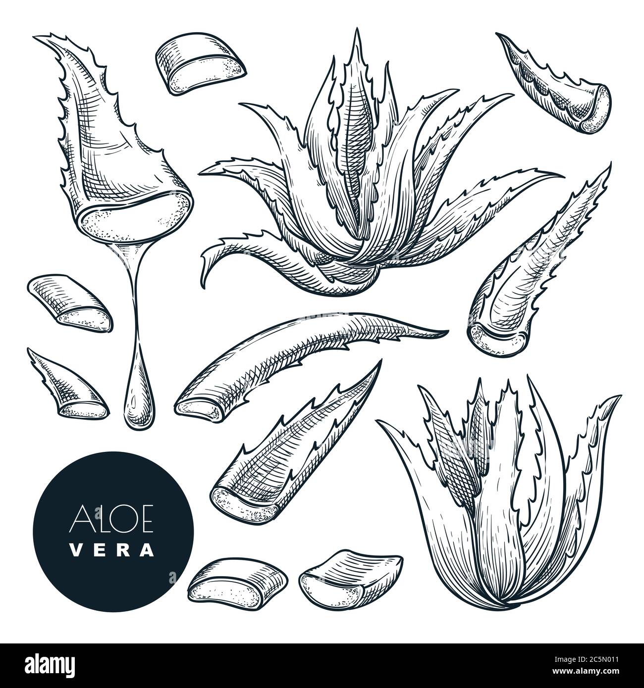 Aloe vera planta y hojas en rodajas, dibujo vectorial. Medicina natural a base de hierbas o ingrediente cosmético. Elementos de diseño aislados dibujados a mano Ilustración del Vector