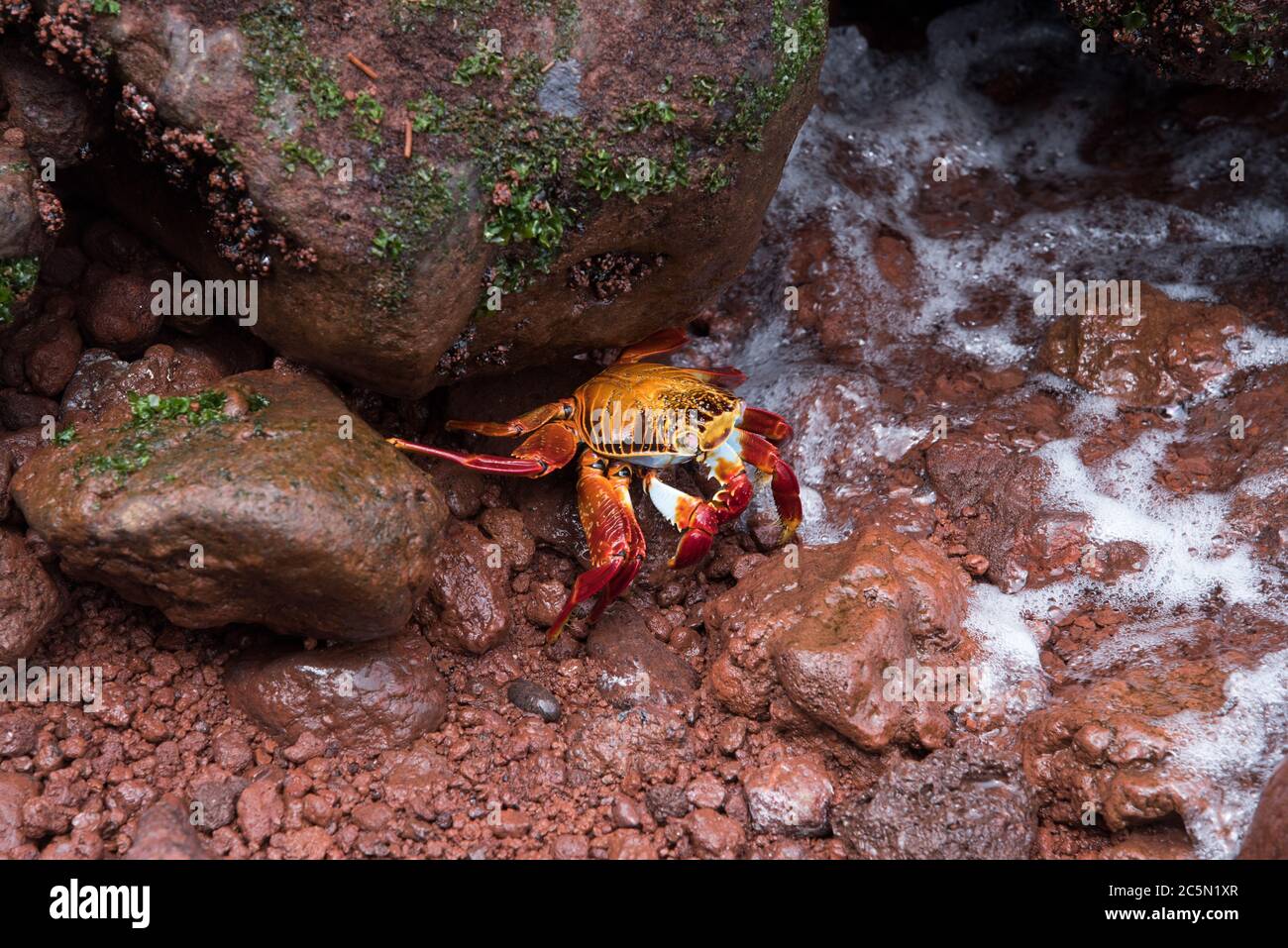 Sally Lightfoot Crabat la costa de la isla Rábida en el archipiélago de Galápagos. Foto de stock