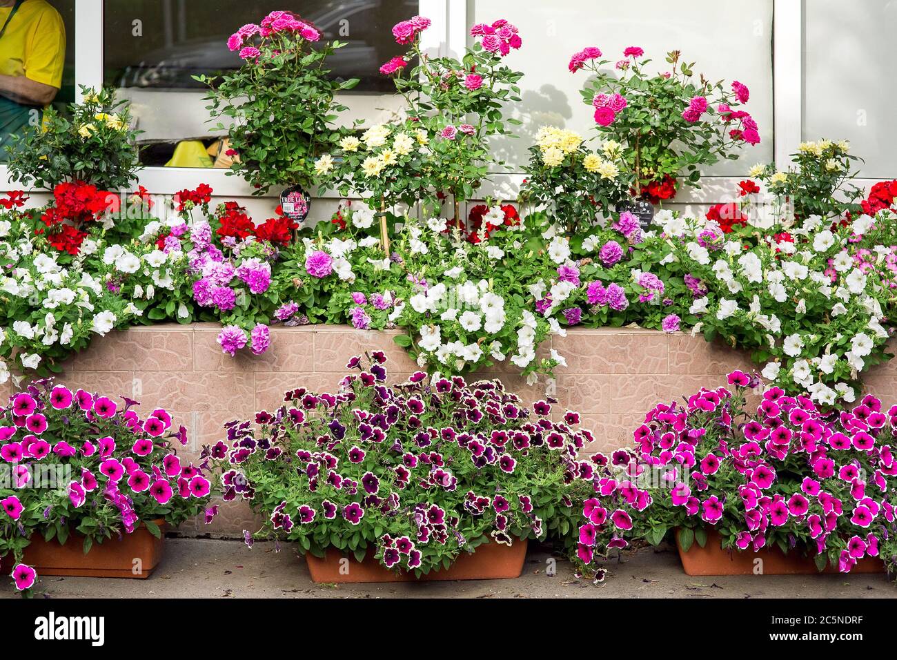 Macetas con flores de petunia de colores en la tienda de venta de plantas  para el jardín, vista frontal Fotografía de stock - Alamy