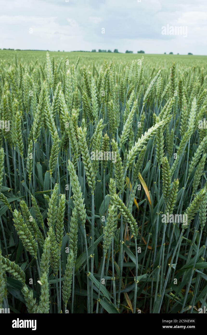 molinos de viento en el campo Foto de stock