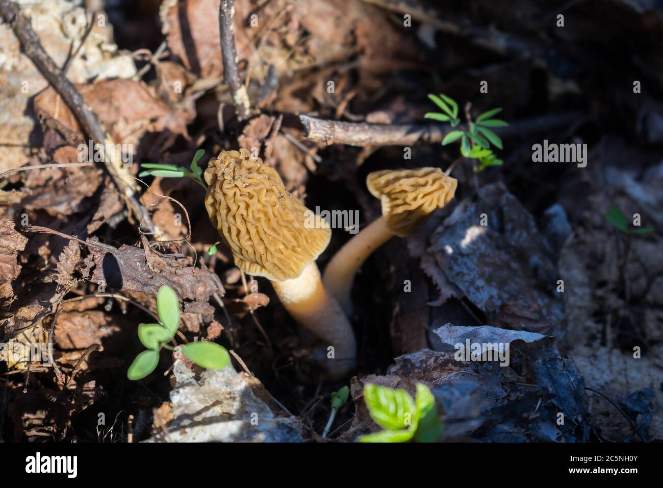 Hongo Morchella en la mano. Surtido de setas morel. Foto de stock