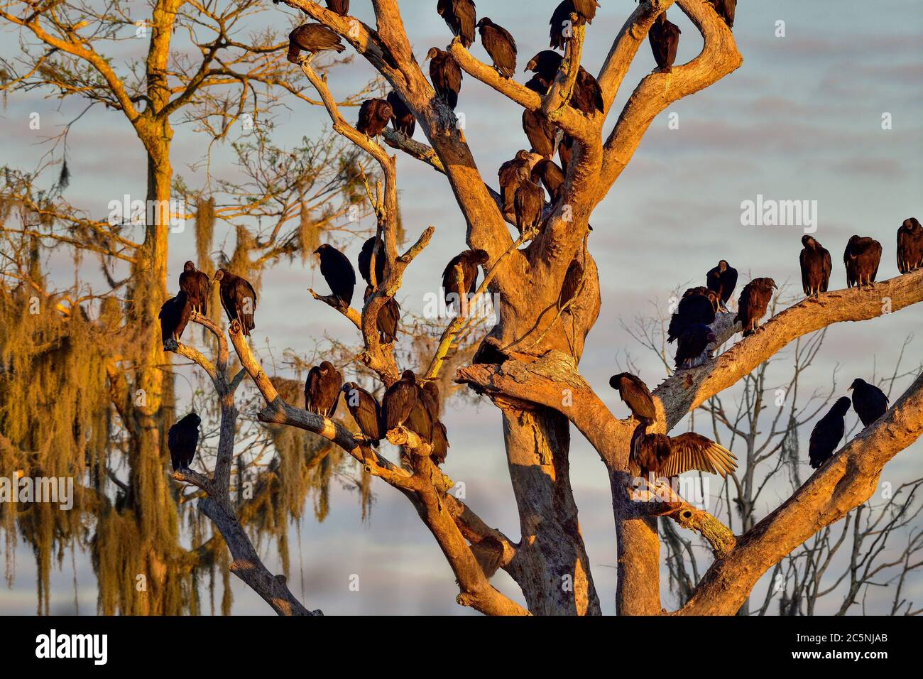 Los buitres negros se están calentando en su árbol que se asomaba Foto de stock