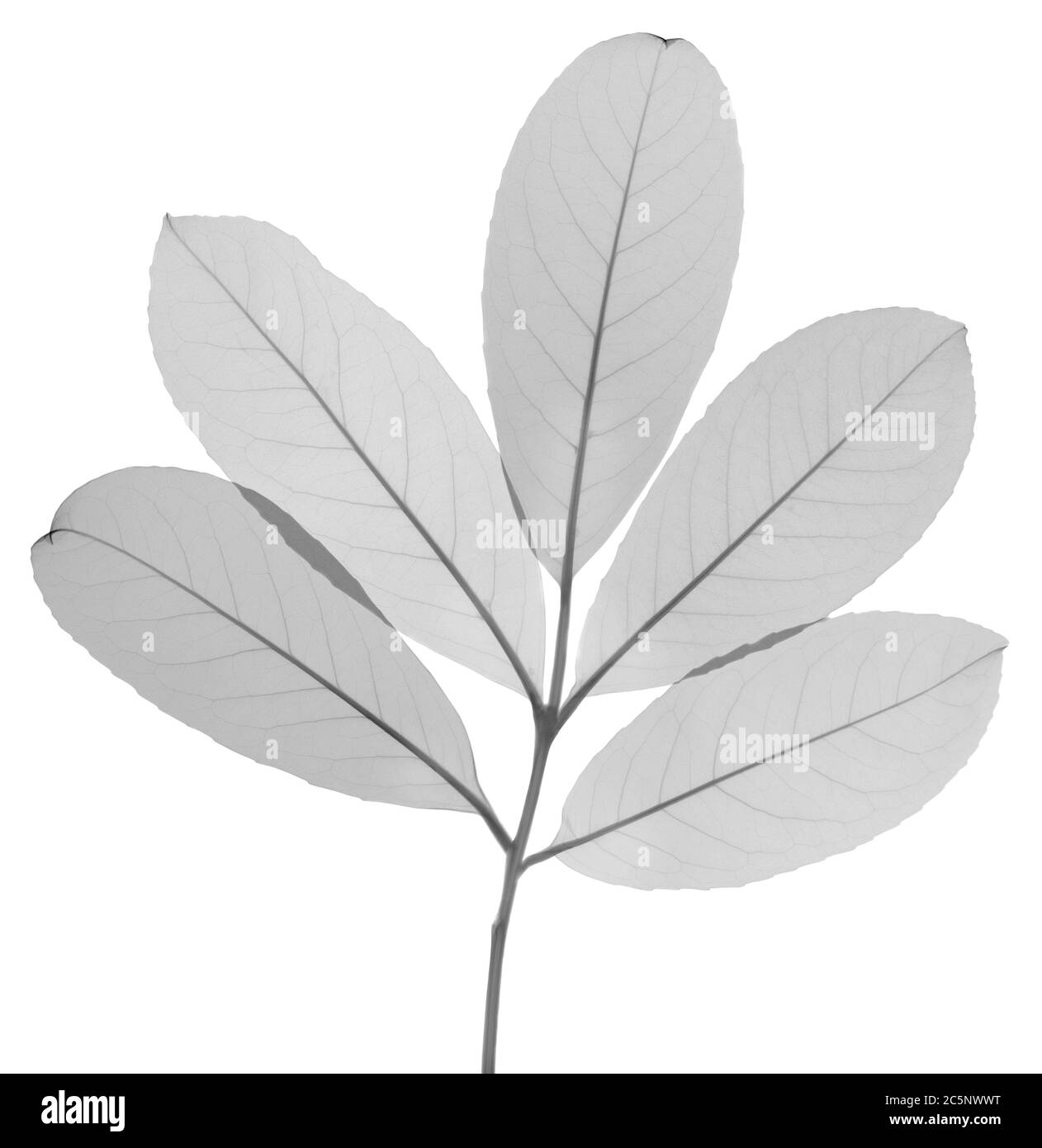 Laurel blando, rayos X. Foto de stock