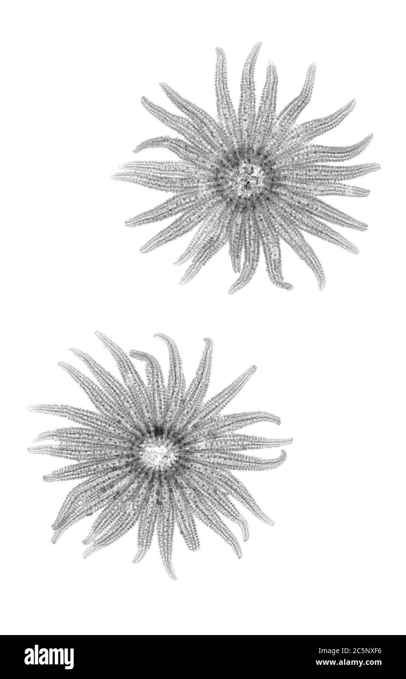 Estrellas de mar de girasol (Pycnopodia helianthoides), rayos X. Foto de stock