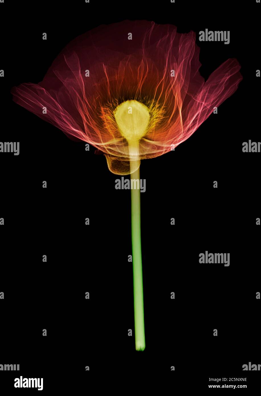 Amapola (Papaver orientalis), rayos X de color Foto de stock