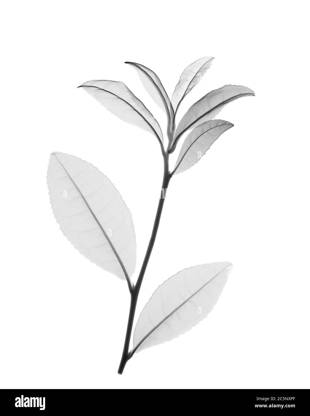 Planta de té verde (Camellia sinensis), rayos X. Foto de stock
