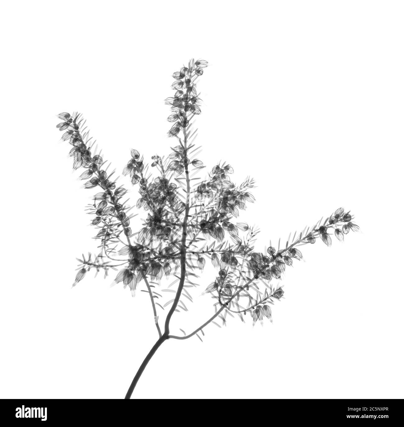 Calluna vulgaris Imágenes de stock en blanco y negro Alamy