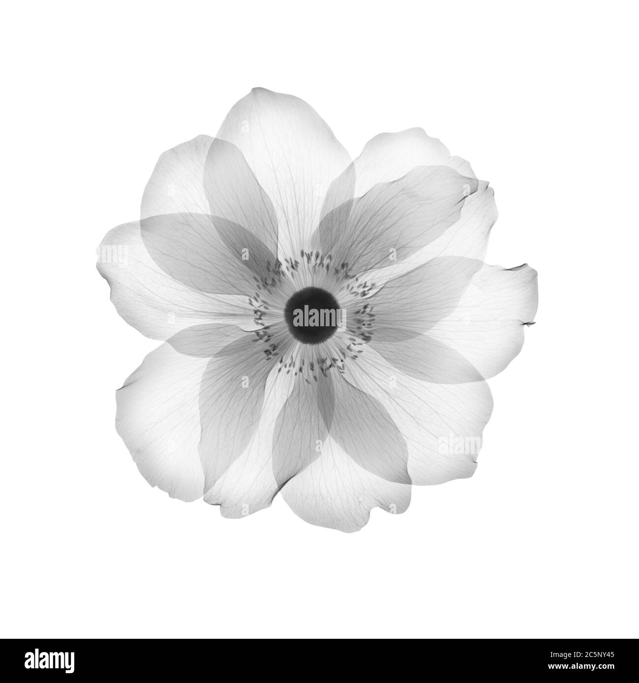 Cabeza de flor de anémona, rayos X. Foto de stock