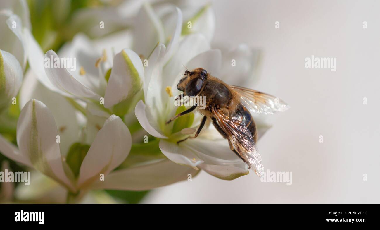 Macro de una abeja melífera (apis mellifera) en una estrella de belén (ornithogalum) florece con fondo borroso; protección ambiental libre de pesticidas Foto de stock