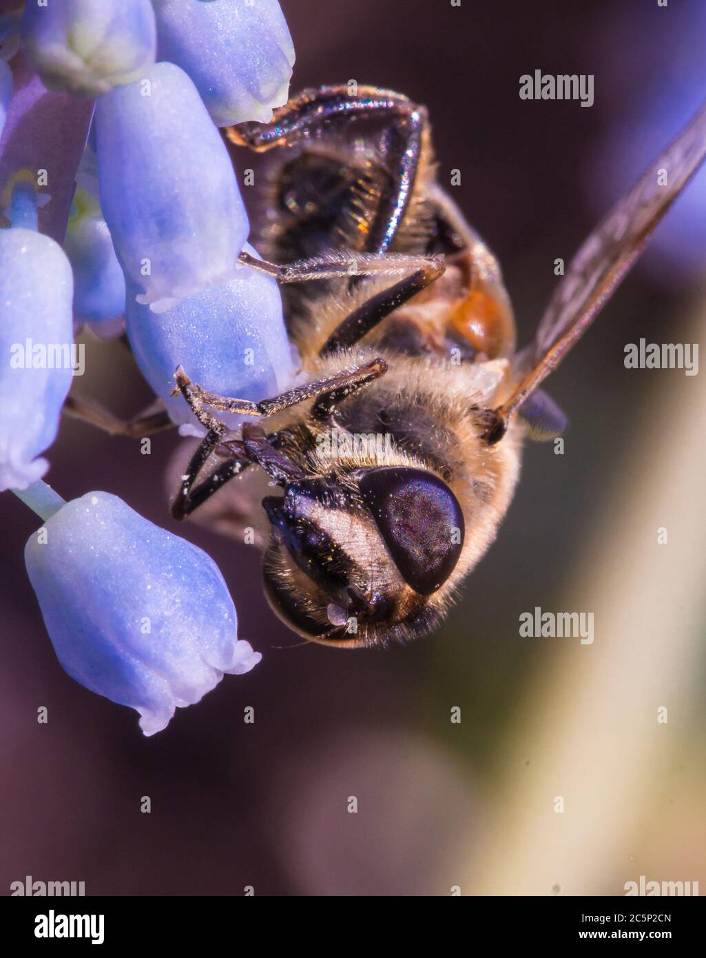 macro de una abeja de miel en un blebell púrpura (muscari) flor; salvar el pesticida abejas libre de concepto de protección ambiental Foto de stock