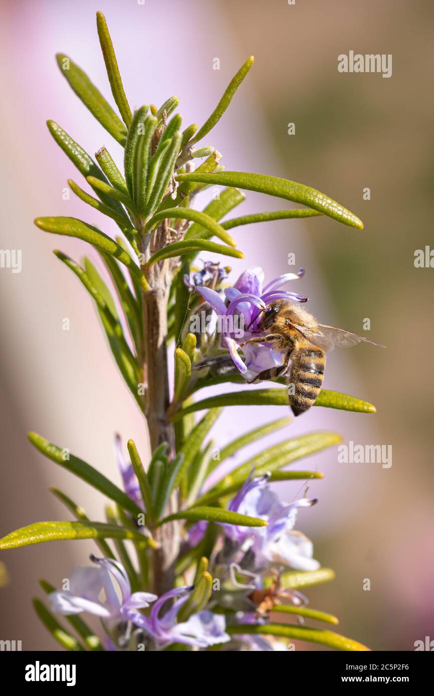 macro de una abeja de miel que recoge polen en un romero rama floreciendo en primavera con fondo bokeh borroso Foto de stock