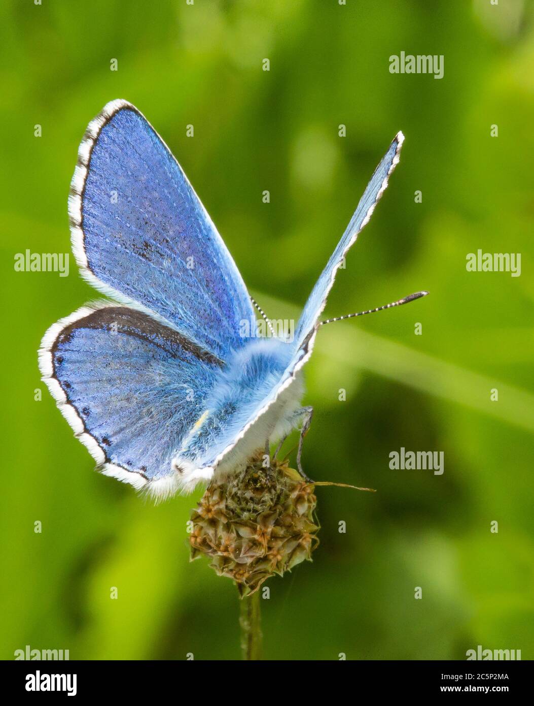 macro de mariposa azul común (polyommatus icarus) con alas abiertas en flor descolorida; fondo bokeh borroso Foto de stock