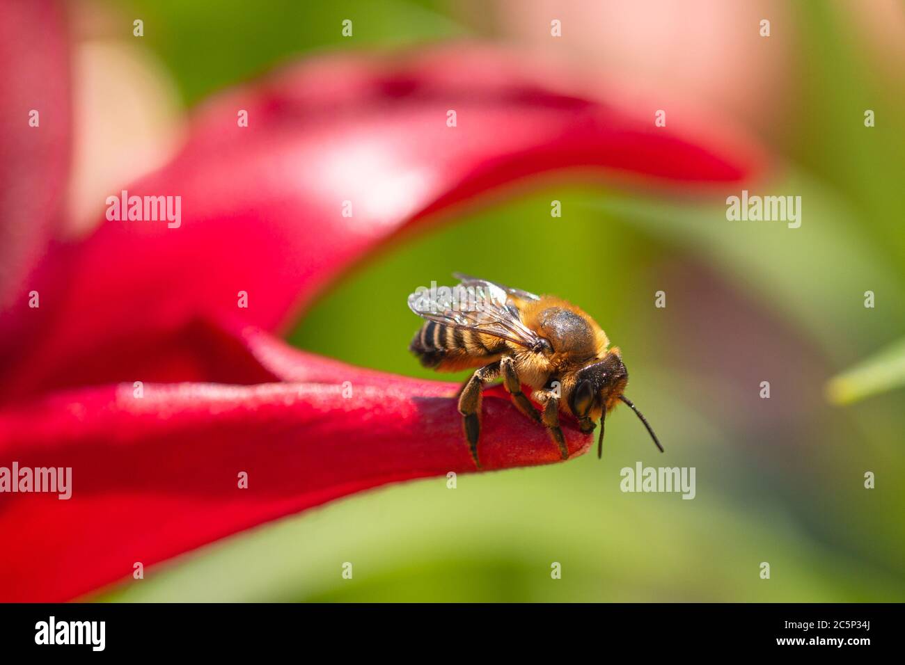 primer plano de la abeja trabajadora (apis mellifera) sentado bajo la luz del sol en un pétalo de lirio rojo florece Foto de stock