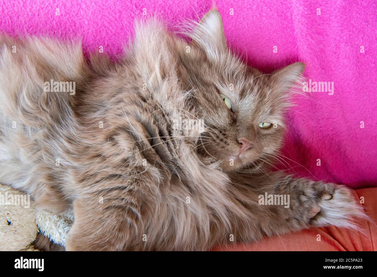 Un gato de munchkin con sus piernas cortas Marca, duerme sobre una manta  rosa Fotografía de stock - Alamy