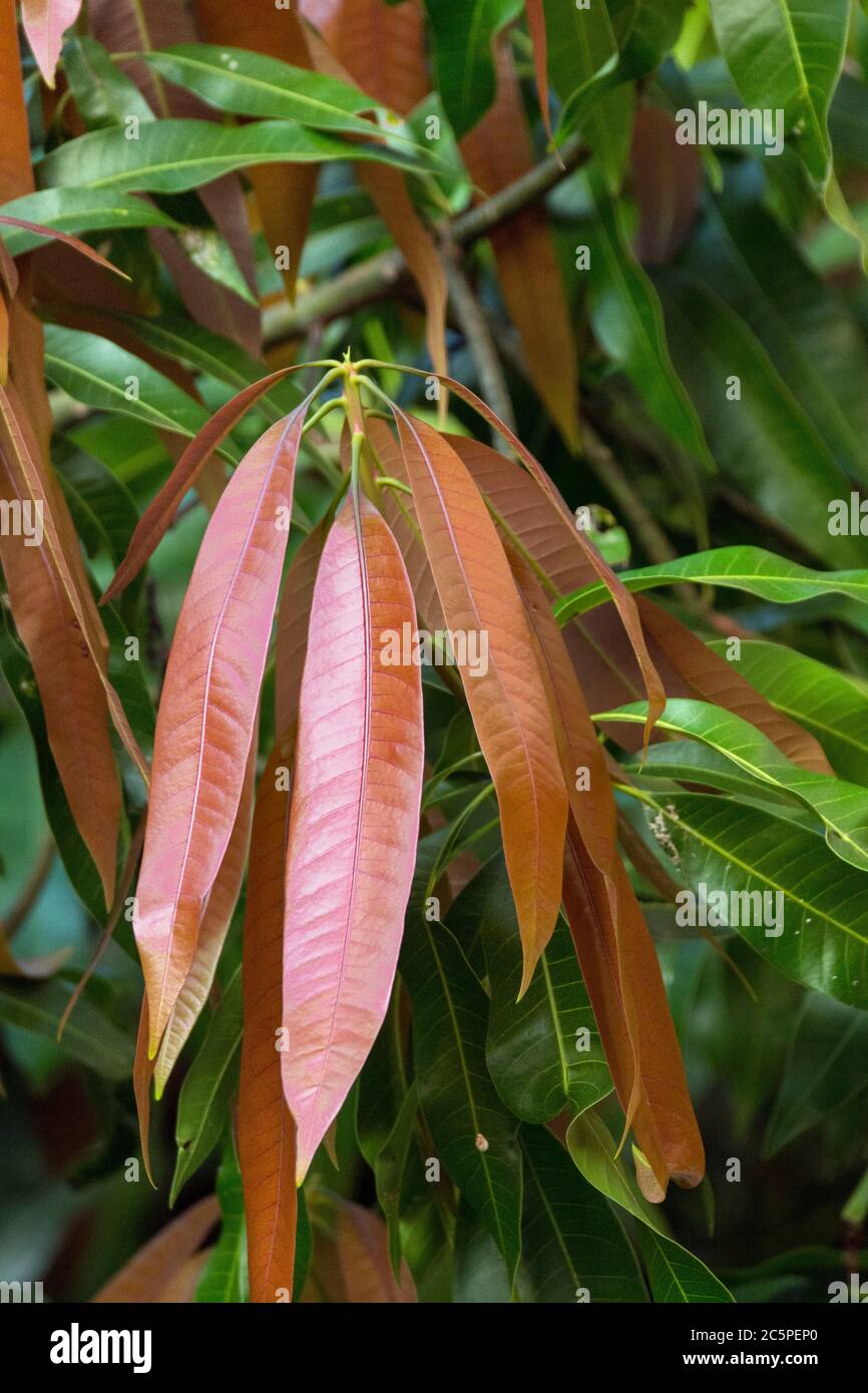 Hojas del arbol de mango fotografías e imágenes de alta resolución - Alamy