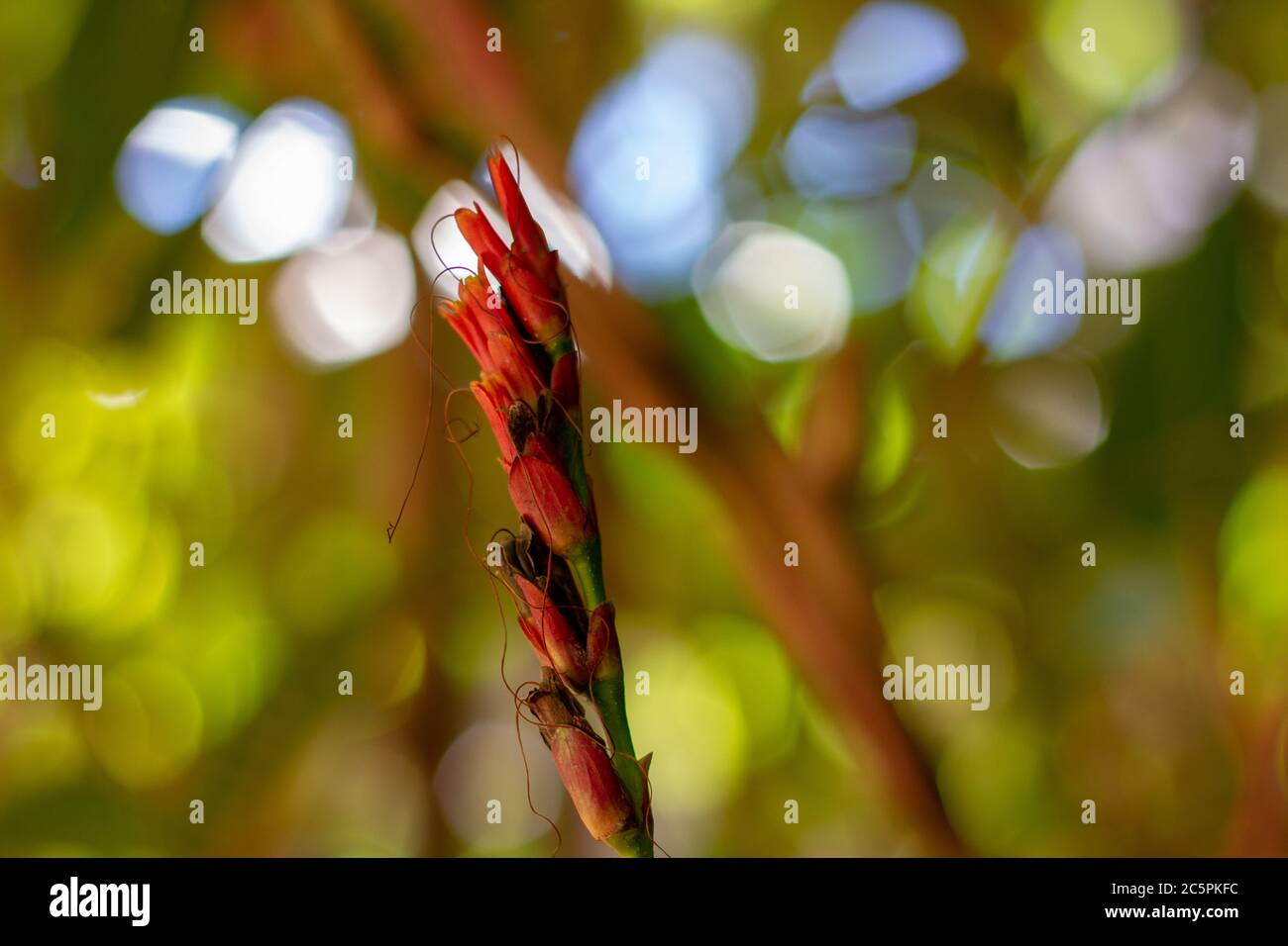 Rojo flor tropical exótica en Brasil Foto de stock