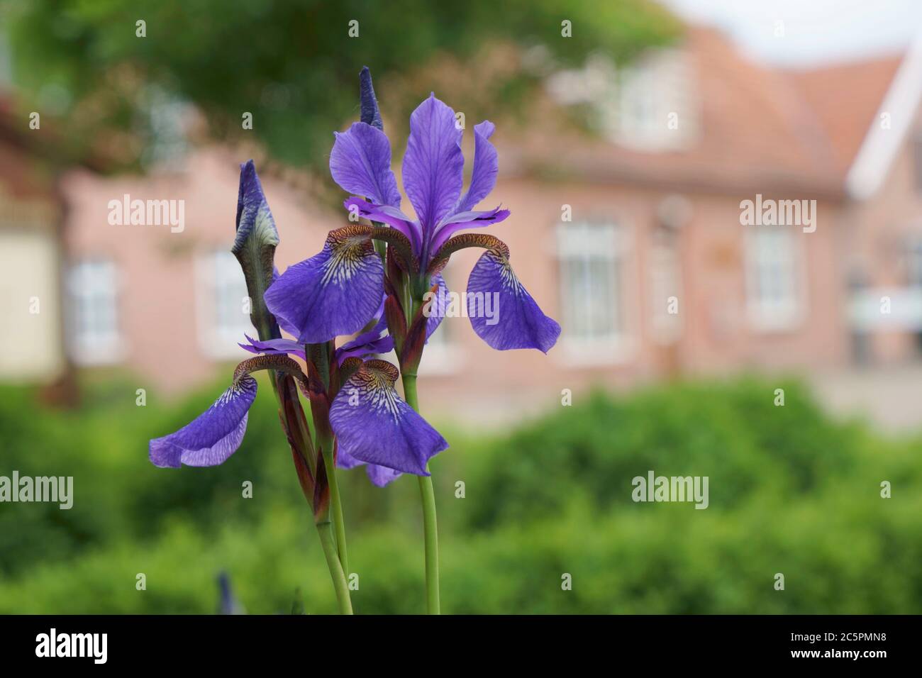 Primer plano de un hermoso Iris azul en frente de una casa antigua. Iris sibirica. Iris siberiano. Bandera siberiana Foto de stock