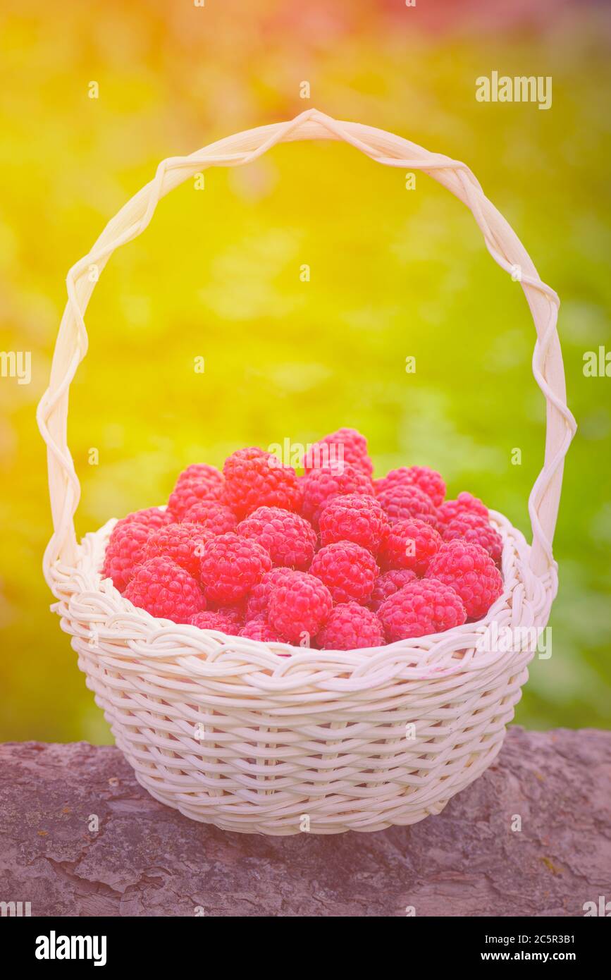 Frambuesas rojas. Frambuesas en cesta en el jardín. baya roja madura. Frambuesas frescas de cerca. Comida sana y sabrosa. Foto de stock
