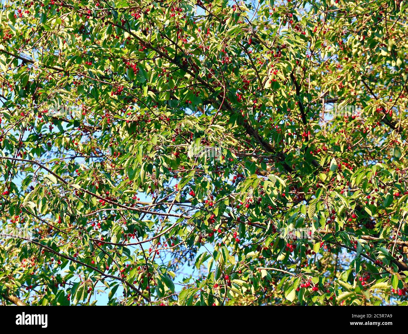 Cerezas de comida roja en un cerezo Foto de stock