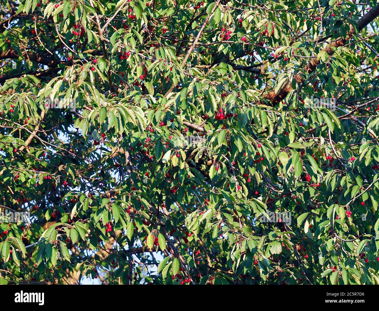 Cerezas de comida roja en un cerezo Foto de stock