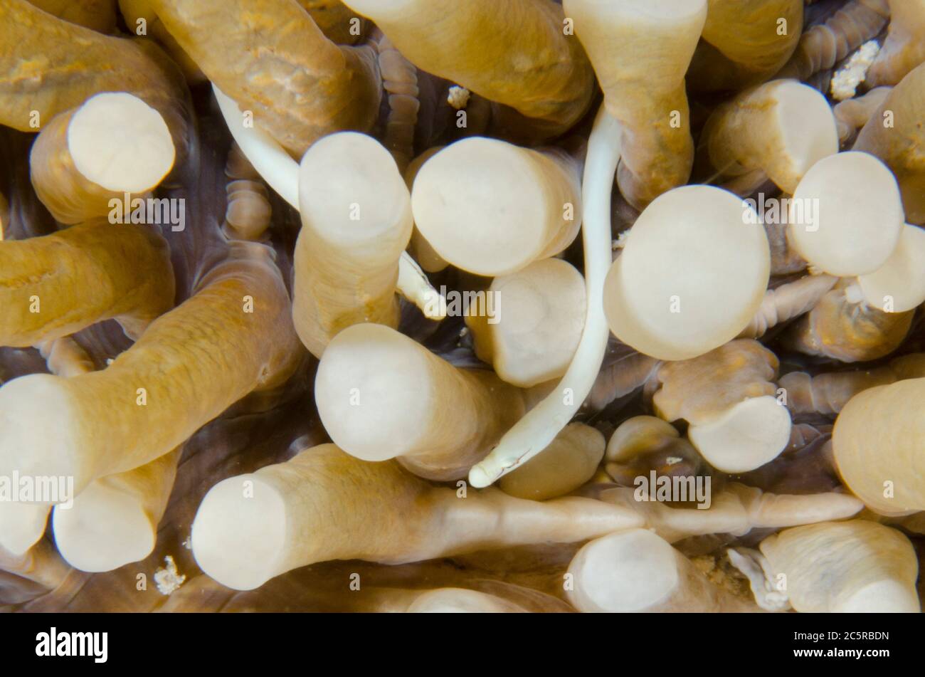 Par de peces de tubo de coral de setas, Siokunichthys nigrolineatus, en coral de setas, fFamily de Fungiidae, tentáculos, sitio de buceo Batu rufos, Isla Penemu, da Foto de stock
