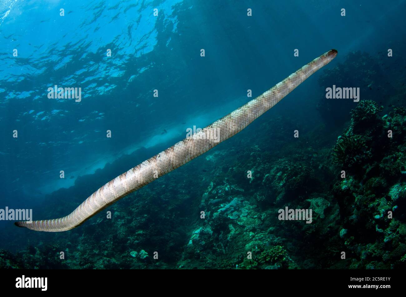 Serpiente de Mar Chino, Laticauda semifasciata, sitio de buceo Red Cliff, Isla Manuk, Indonesia, Mar de banda Foto de stock