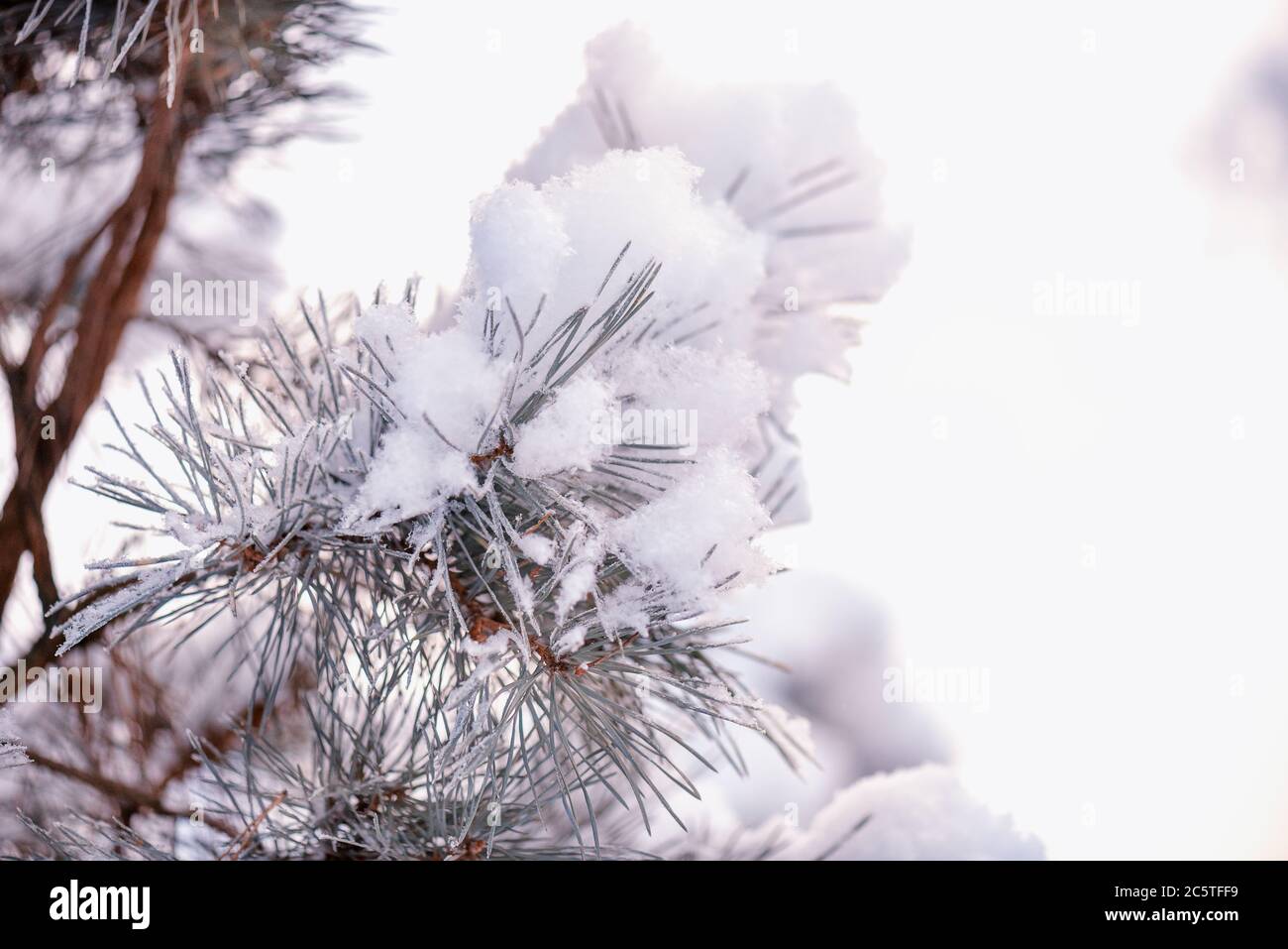 Rama de picea de invierno bajo nieve blanca. Rama de abeto en invierno day.Large rama de abeto azul con nieve. Nieve en las ramas de la picea. Foto de stock