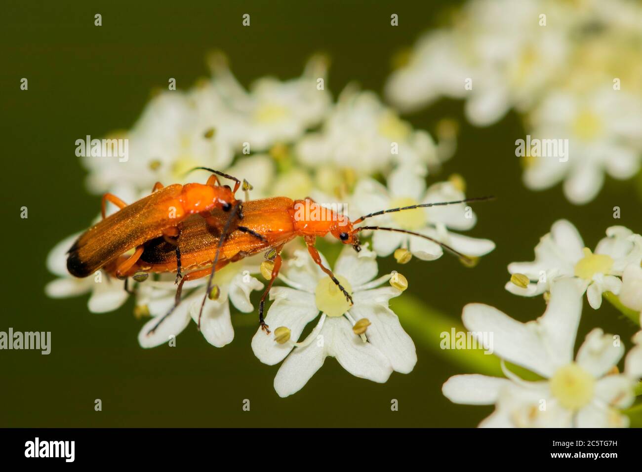 Escarabajo soldado rojo común, Rhagonycha fula, rhagonycha, sentado en una flor en el campo británico, julio de 2020 Foto de stock