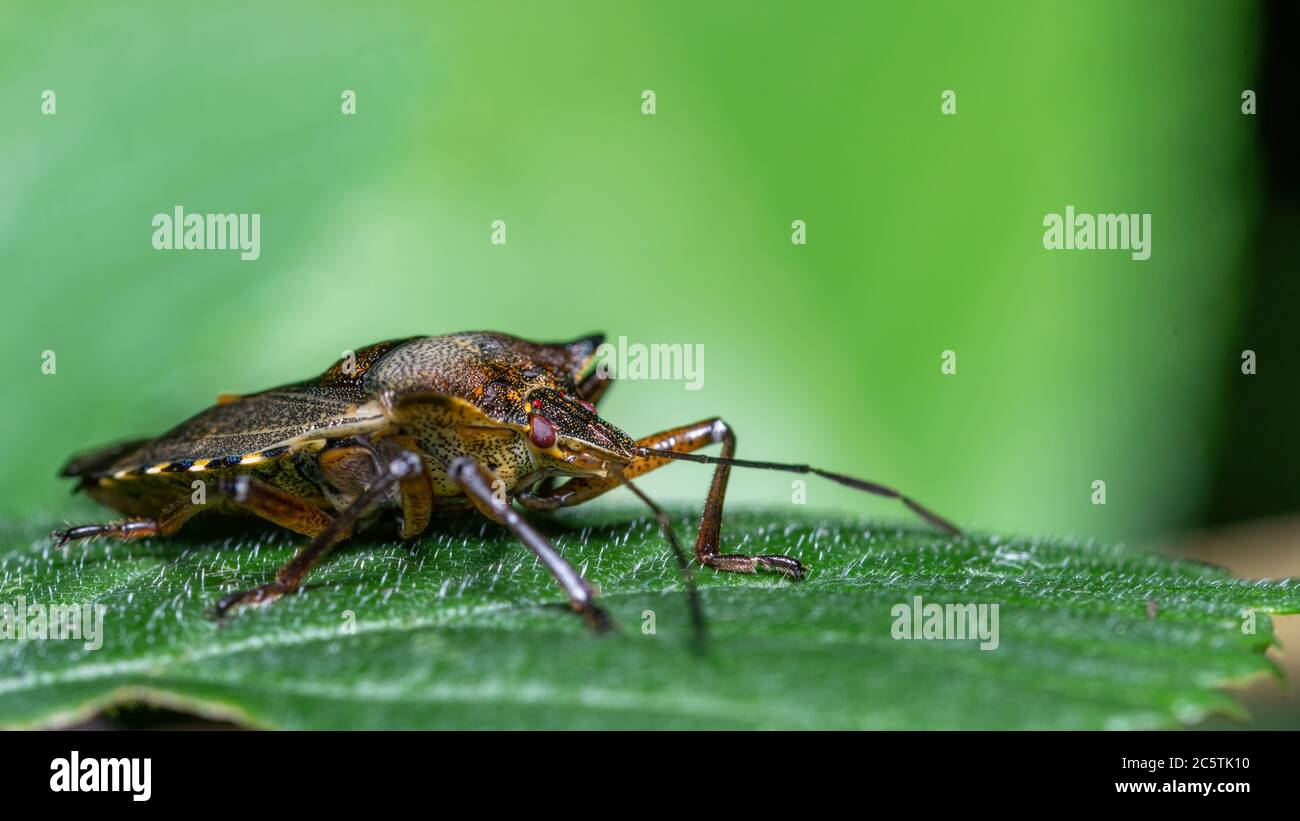 insecta, badgered, makro, käfer, naturer, blatt, verde, tier, plagas Foto de stock