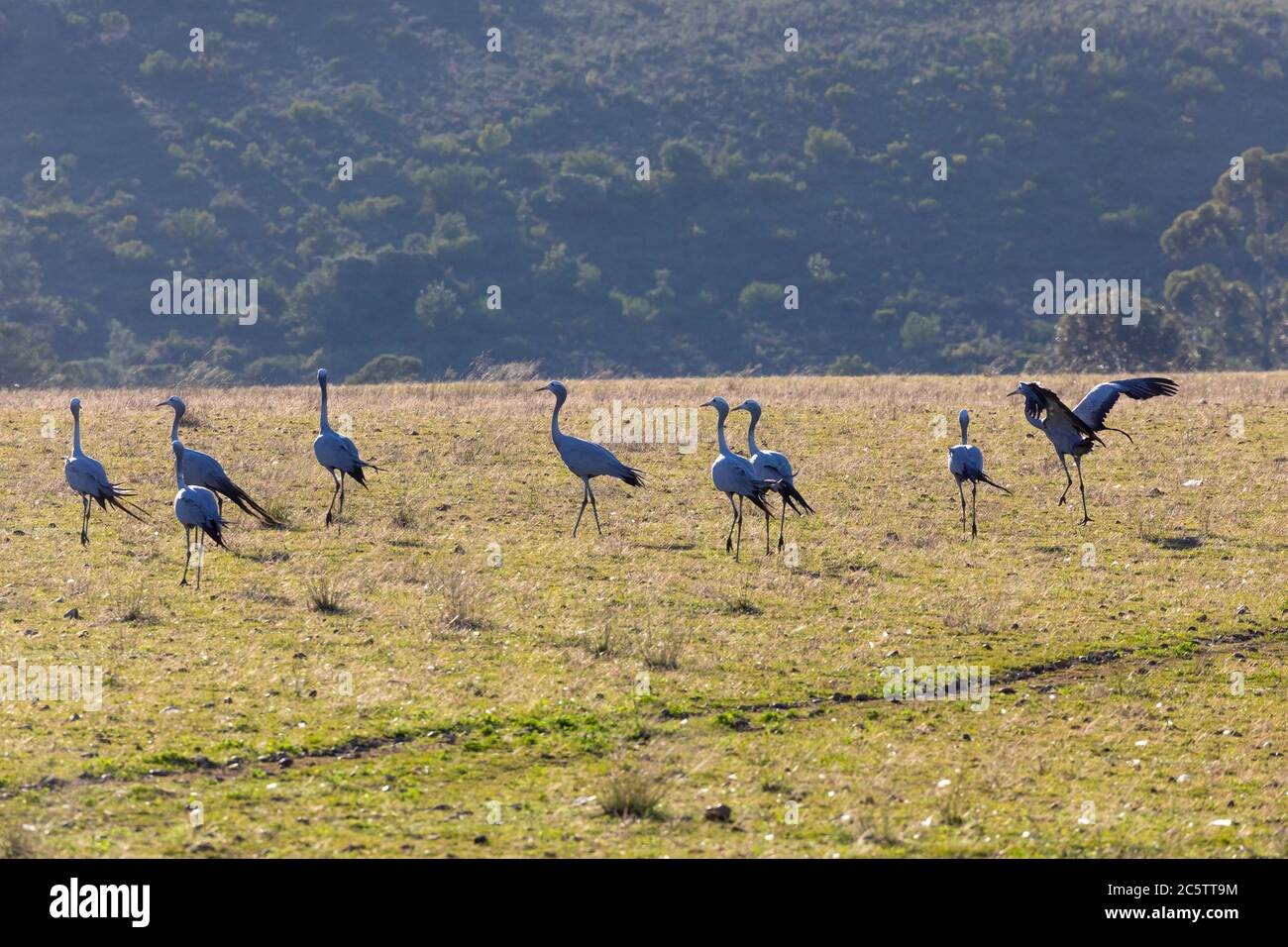 Rebaño de Blue Crane / Paradise Crane / Stanley Crane (Antropoides paradiseus) al amanecer, Swellendam, Cabo Occidental, Sudáfrica. La UICN es vulnerable Foto de stock